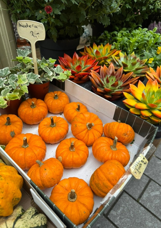 October, my favourite month of the year  🍂