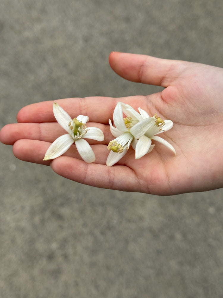 Orange blossom